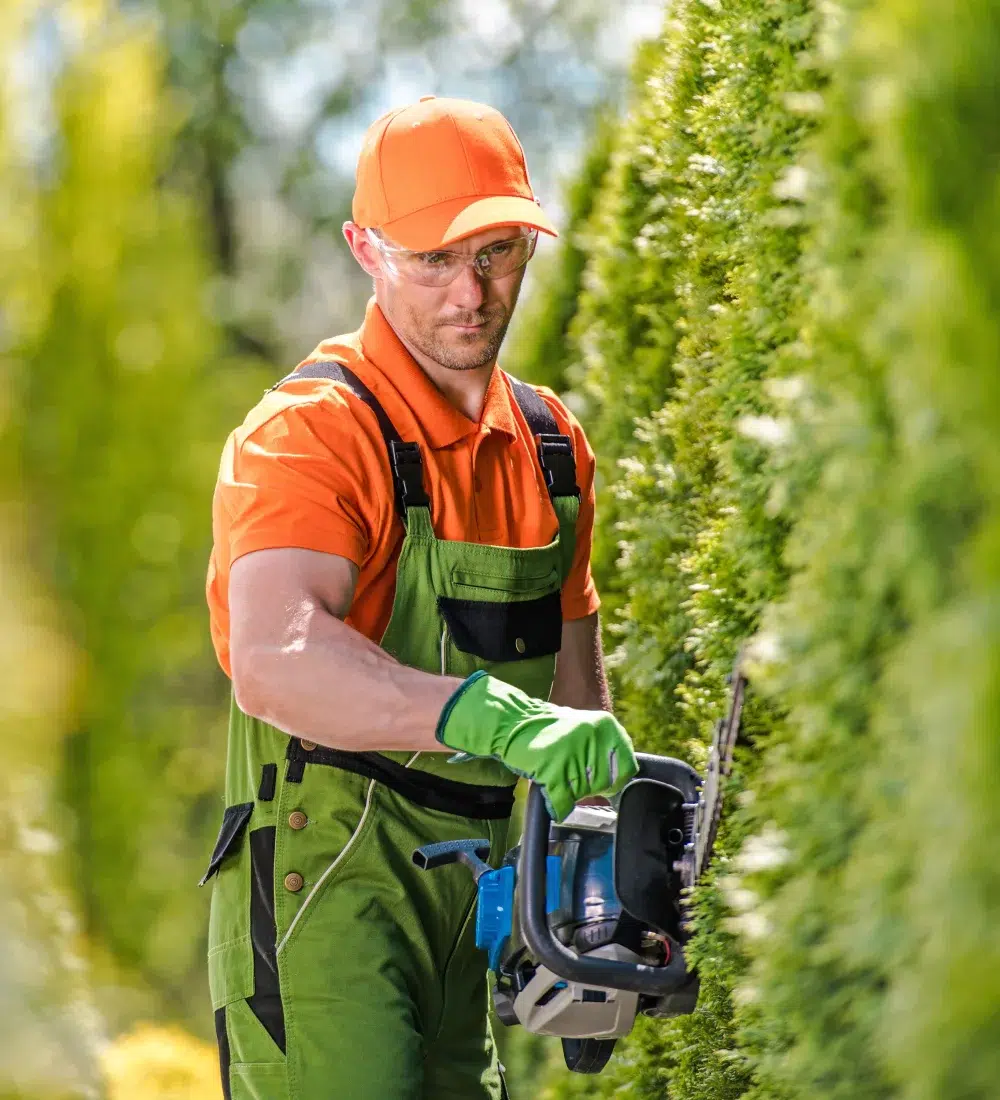 Homme taillant une haie avec un taille-haie